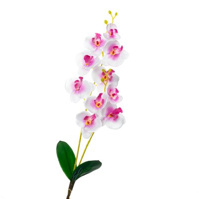 Орхідея катлея, біла з рожевим 8701-025 фото