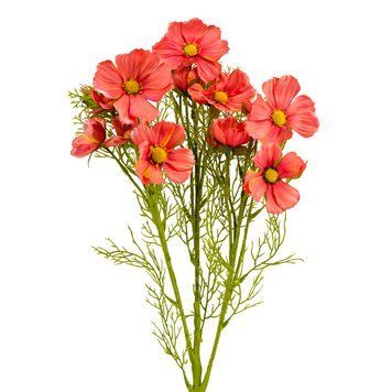 Космея рожева, 78 см 014F/pink фото