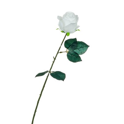 Троянда, біла, 69 8717-034 фото