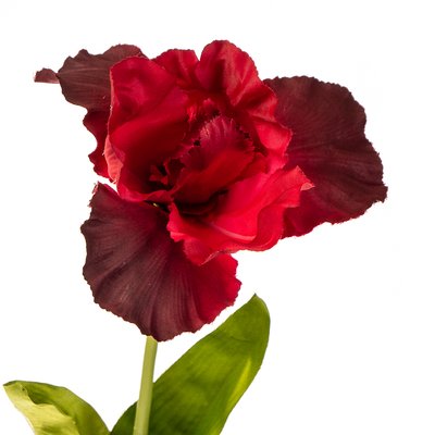 УЦІНКА Квітка штучна "Ірис", червона (Верхушки квітів) 2000-012RD/2 фото