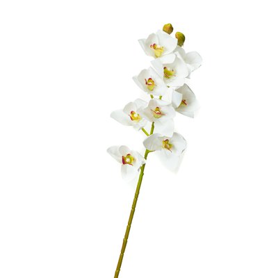 Орхідея ванда, біла 8701-028 фото