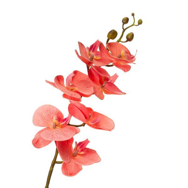 Орхідея фаленопсис, персикова 8701-005 фото