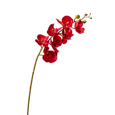 Орхідея фаленопсис, червона 8701-003 фото