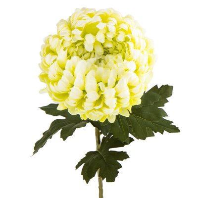 Хризантема "Радужний аромат", зелена 2000-079GN фото