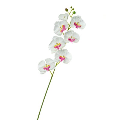 Орхідея фаленопсис, біла з рожевим 8701-019 фото