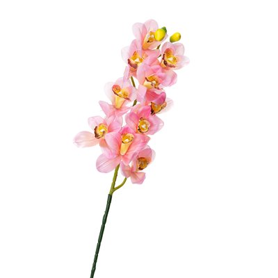 Орхідея беаллара, рожева з жовтим 8701-030 фото