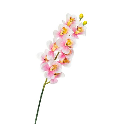 Орхідея беаллара, біла з рожевим 8701-031 фото